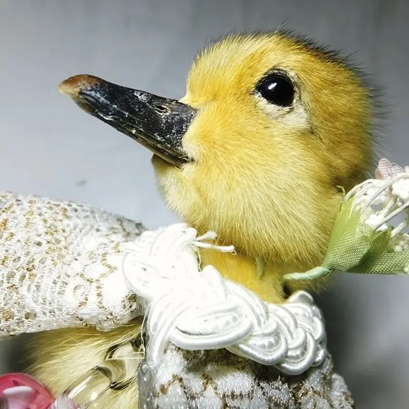 ひな鳥の剥製 | 魔界ノ風鷹
