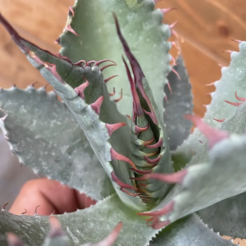 Agave hybrid (shawii x parrasana) | 河野園芸