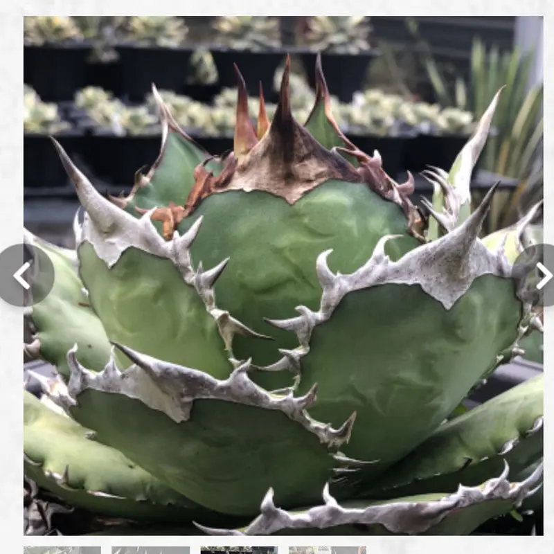 良質 【goodtaniku】アガベ 激稀少苗 レッドゴースト 赤鬼 植物/観葉