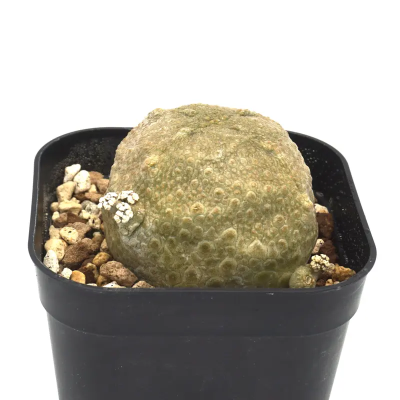 Pseudlithos cubiformis / プセウドリトス クビフォルミス(No.224...