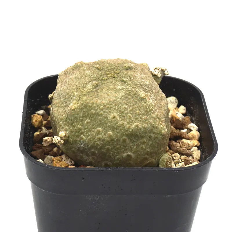 Pseudlithos cubiformis / プセウドリトス クビフォルミス(No.224...