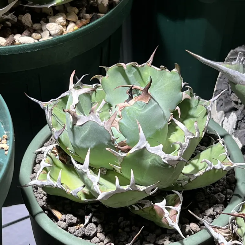 良血統 黒鯨 ③ | 旧コウベアガベ専門店 オンラインショップ