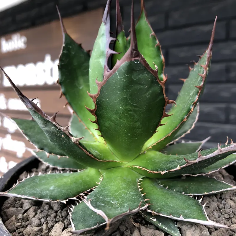 agave horrida《大きめM size》※発根後店主国内管理2年株※締まり良きbes...