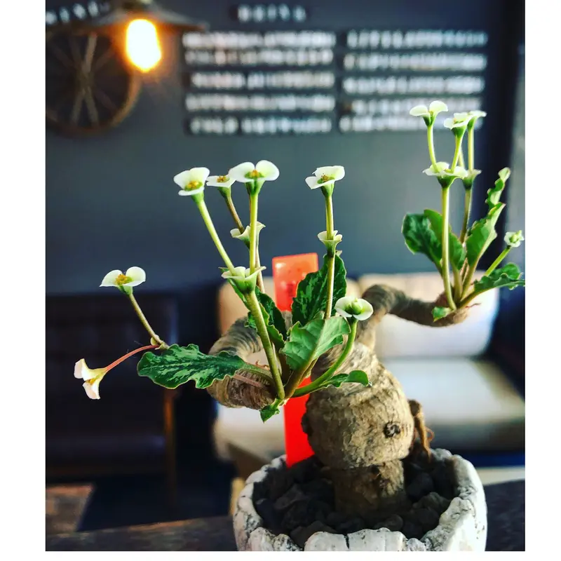 ユーフォルビア スパンリンギー (フィッシュボーン) 発根済