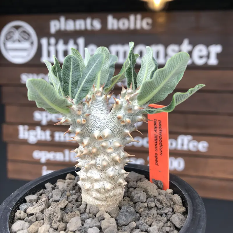 pachypodium tackyi《小さめM size》希少種‼︎gr※littmon se...
