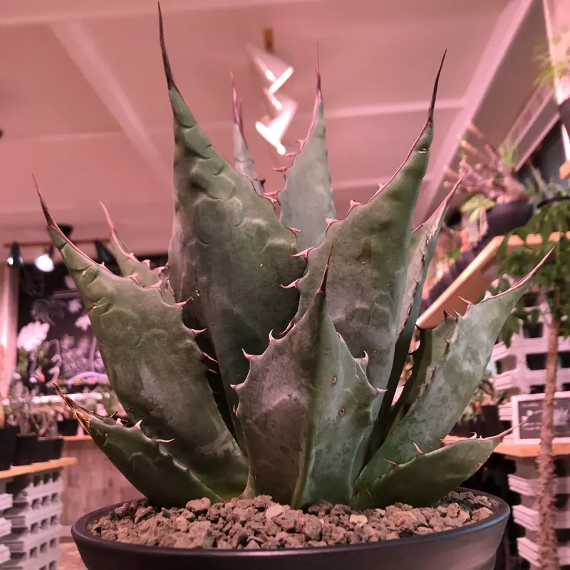 agave parrasana globe《大きめL size》※発根済株※店主国...