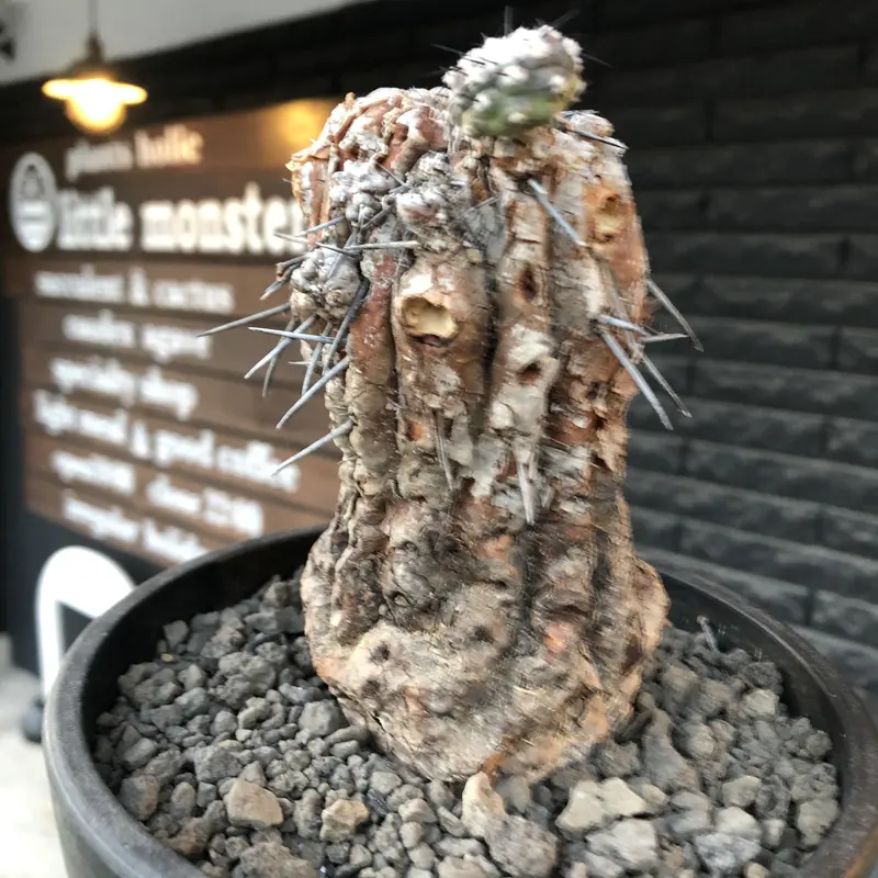 黒王丸 カキコ 子株 発根管理セット 検 サボテン 多肉植物 塊根植物