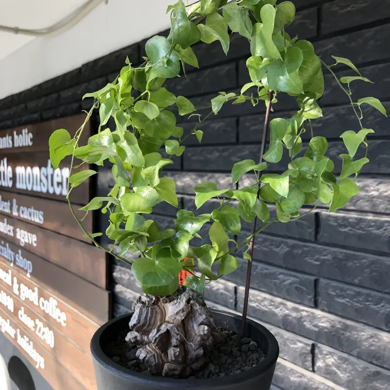 雄株開花【現地球】【発根済】亀甲竜 ディスコレアエレファンティペス