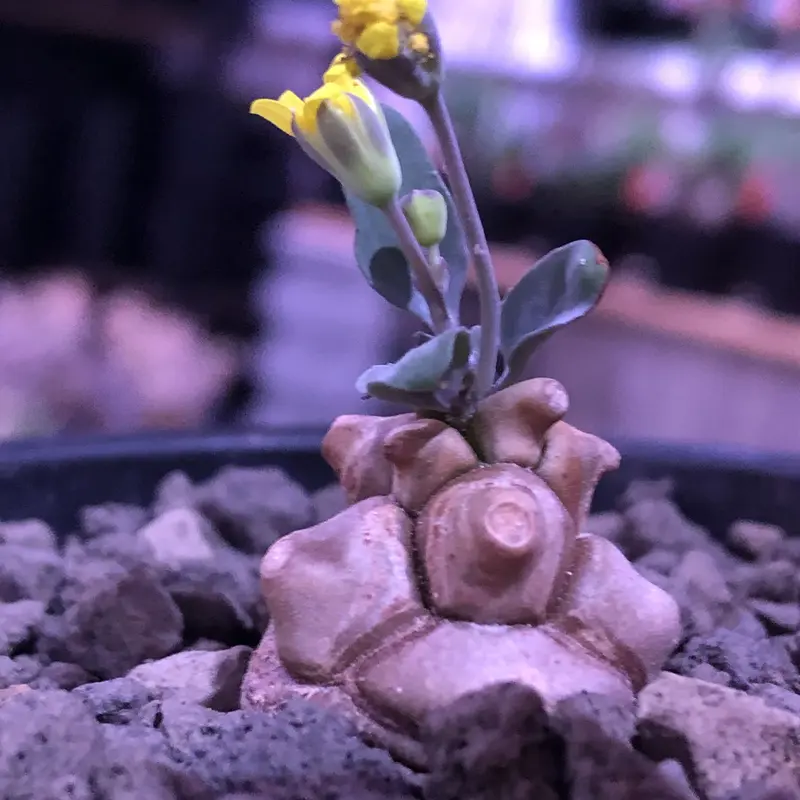Spodistes hopei ホペイビロードヒナカブト 非常に大きい 頭部角