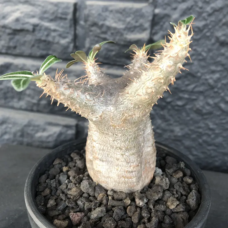pachypodium cactipes《 大きめS size》※現地球発根済株※店主国内...