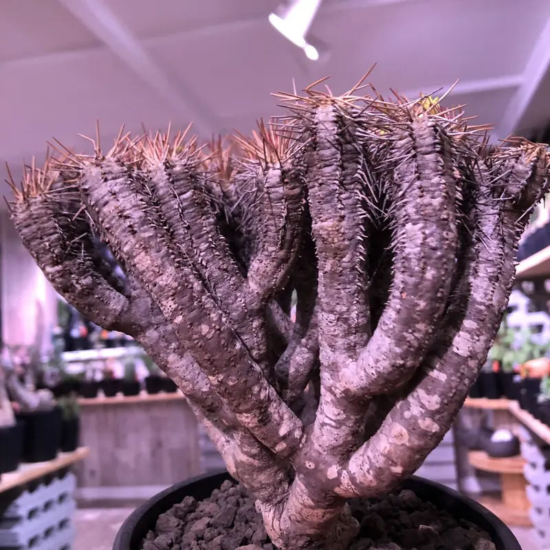 （超特選）ユーフォルビア ギラウミニアナ　大株　【コレクション株】 超特選）ユーフォルビア ギラウミニアナ 大株 【コレクション株】 超