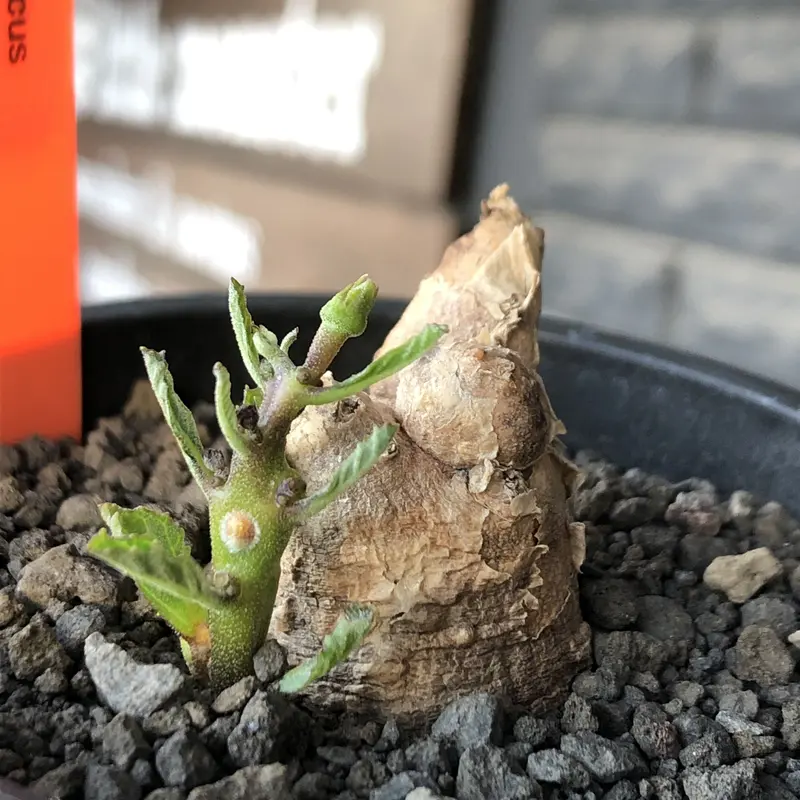 プテロディスクス マカチニエンシス　塊根植物　発根済み　輸入実生株 塊根植物 小苗専門店 konae | 【今週の入荷】 プテロディスクス