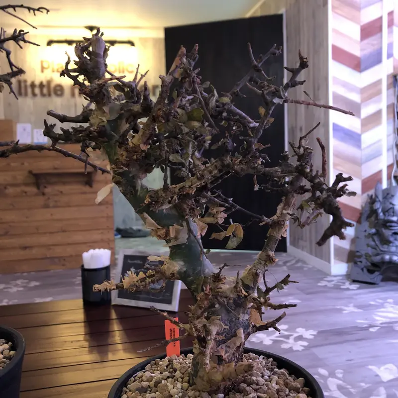 コミフォラ アフリカーナ commiphora africana 実生 盆栽