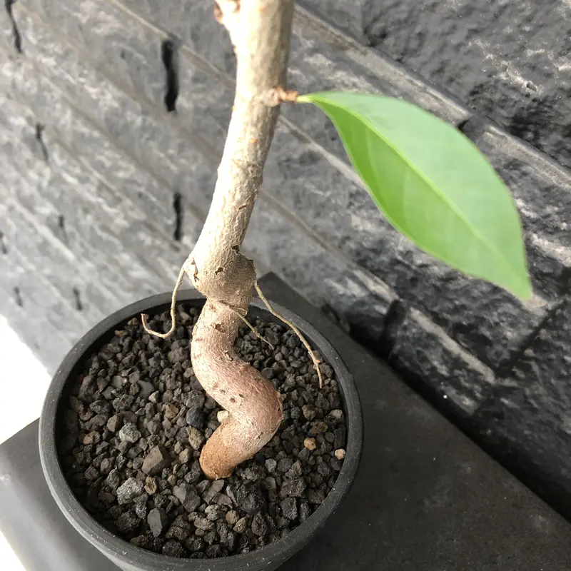 貴重種発根済みアダンソニア バオバブ 【公式通販】