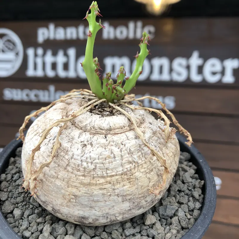 euphorbia decidua《小さめL size 》※現地球発根後店主国内管理6年株※...