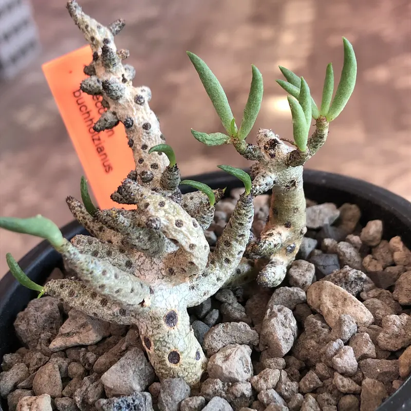大株 チレコドン・ブックホルジアヌス 多肉植物 塊根植物 大株 チレコドン・ブックホルジアヌス 多肉植物 塊根植物