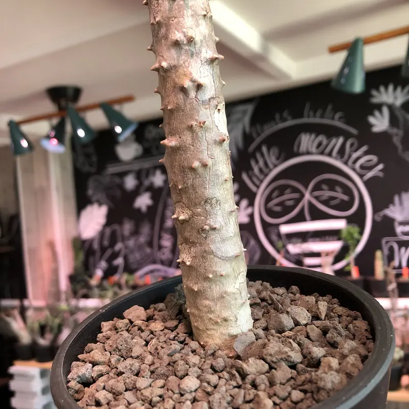 パキポディウム グラキリス⑥。短枝！手乗り安心発根済み。 【公式通販】