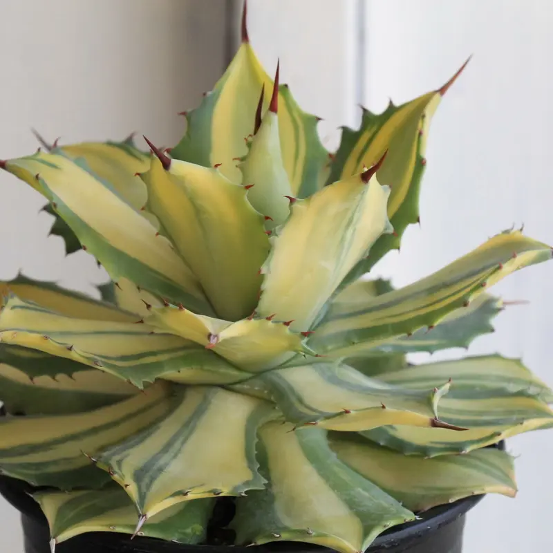 アガベ 楊貴妃 | hanayoshi-botanical