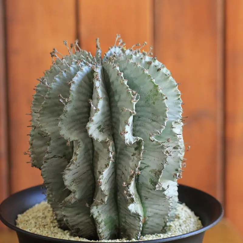 Euphorbia horrida アルバ | hanayoshi-botanical