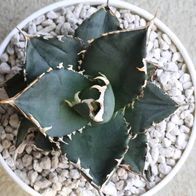 かわいい新作 チタノタ アガベ agave ホワイトシャーク 鉢込み高さ18cm