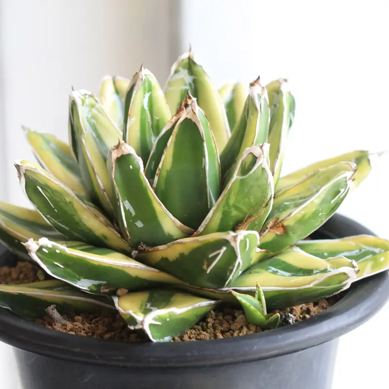 最旬ダウン アガベ 笹の雪 輝山 植物/観葉植物 - www.aleolighting.com
