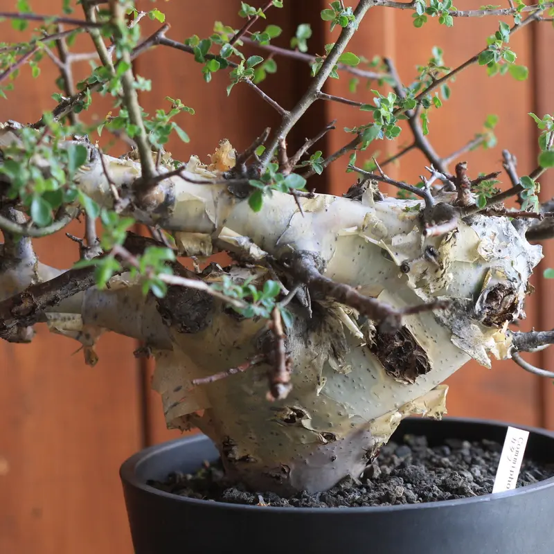 commiphora kataf コミフォラ カタフ 種 5粒