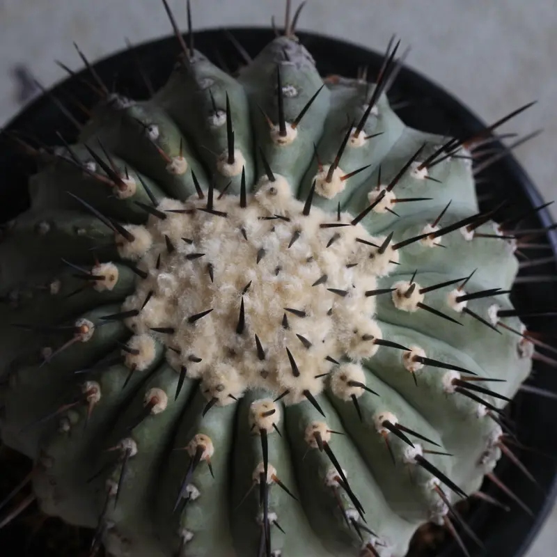 数々のアワードを受賞】 黒王丸 つぎ下ろし自根 botanize ボタナイズ