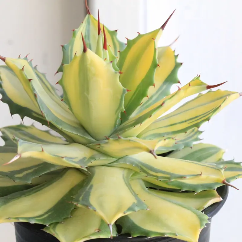 アガベ 楊貴妃 | hanayoshi-botanical