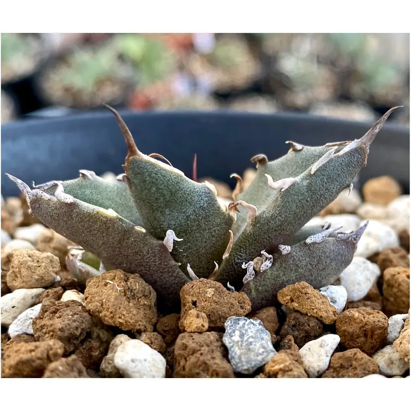 新品入荷 XZL産アガベ チタノタ Crazy大株 植物/観葉植物