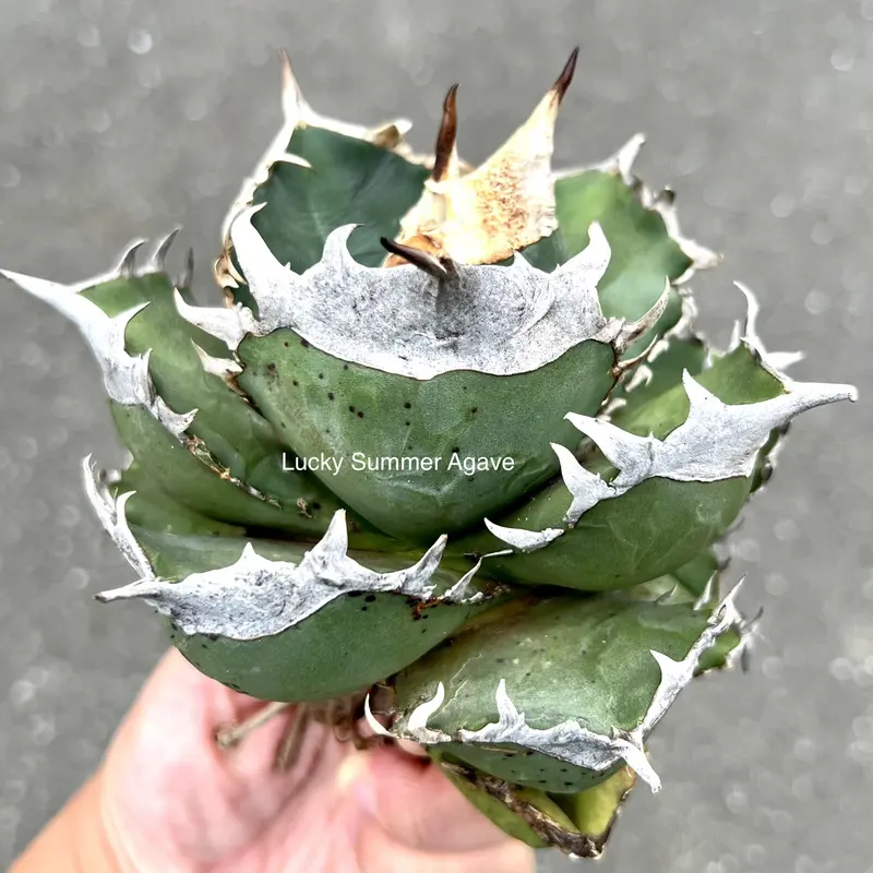 新しいコレクション Agave titanota 南アフリカダイヤモンド チタノタ