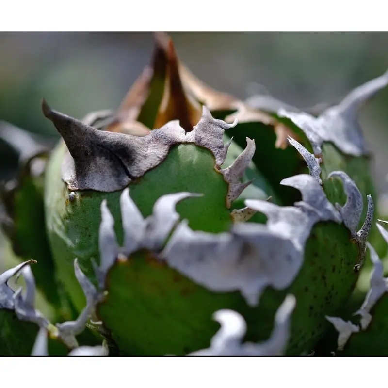 アガベ agave チタノタ titanota 皇冠 極上強棘 | Lucky S...