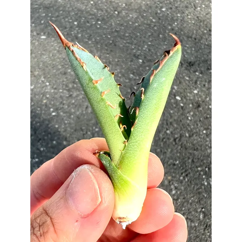 IP65防水 多肉植物アガベ チタノタAgave titanota 阿修羅子株c107
