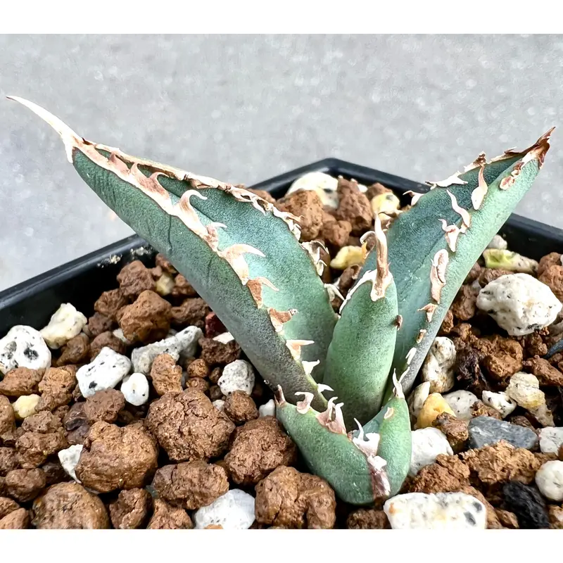 アガベ agave titanota チタノタ『狼人』超極上コレクション株 | Lucky