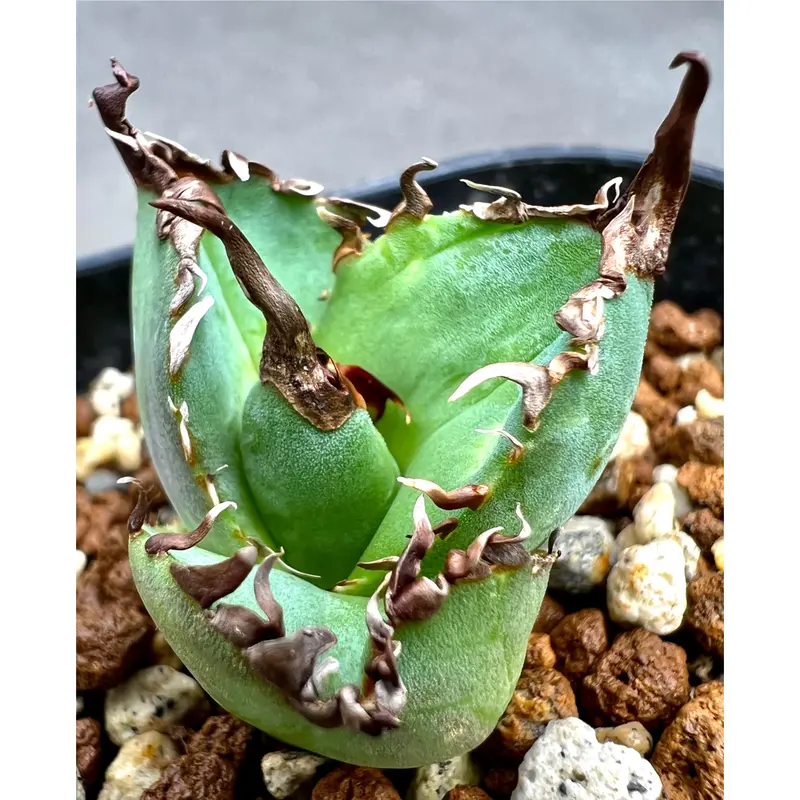 無地・新色登場! 【輸入株】アガベ チタノタ 大鋼牙 白排刺 台湾産