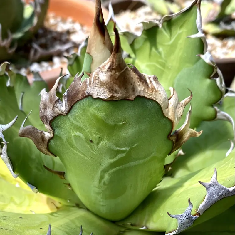 アガベ チタノタ 『レッドキャットウィーズル 紅猫』 極上棘二股棘特選