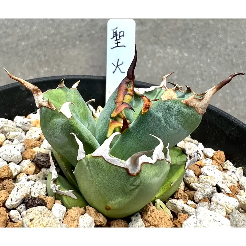 アガベ agave titanota チタノタ『聖火』コレクション超極上株 | Lucky