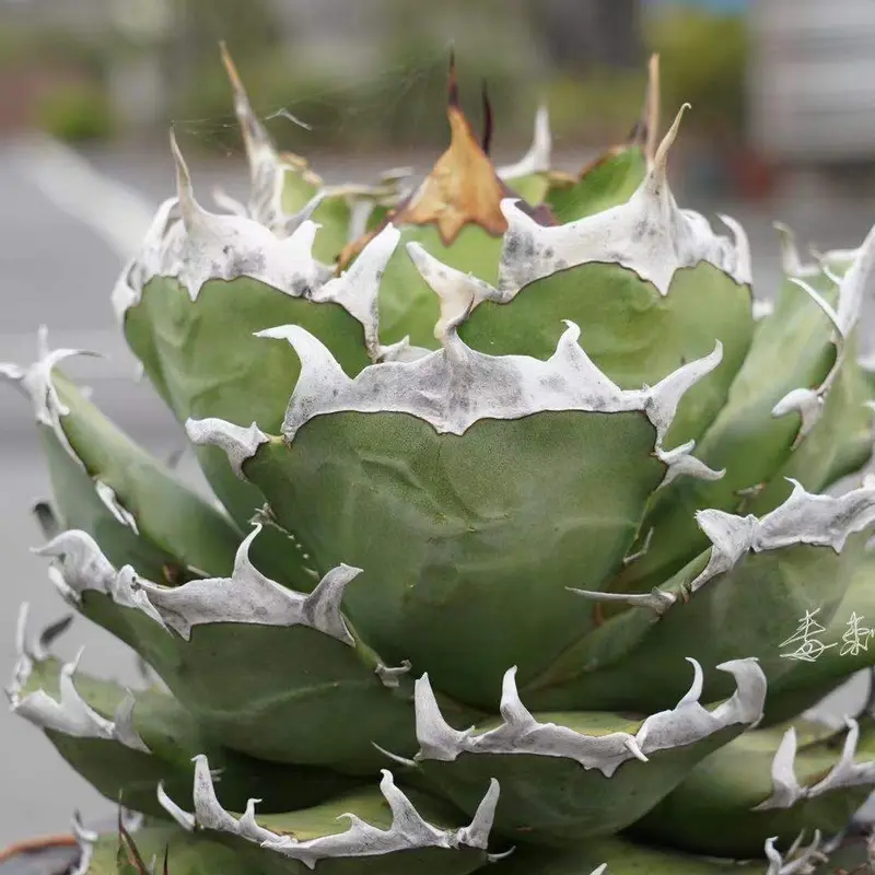 アガベ agave titanota チタノタ『皮卡丘 鬼爪』 発根済み | Lucky S...