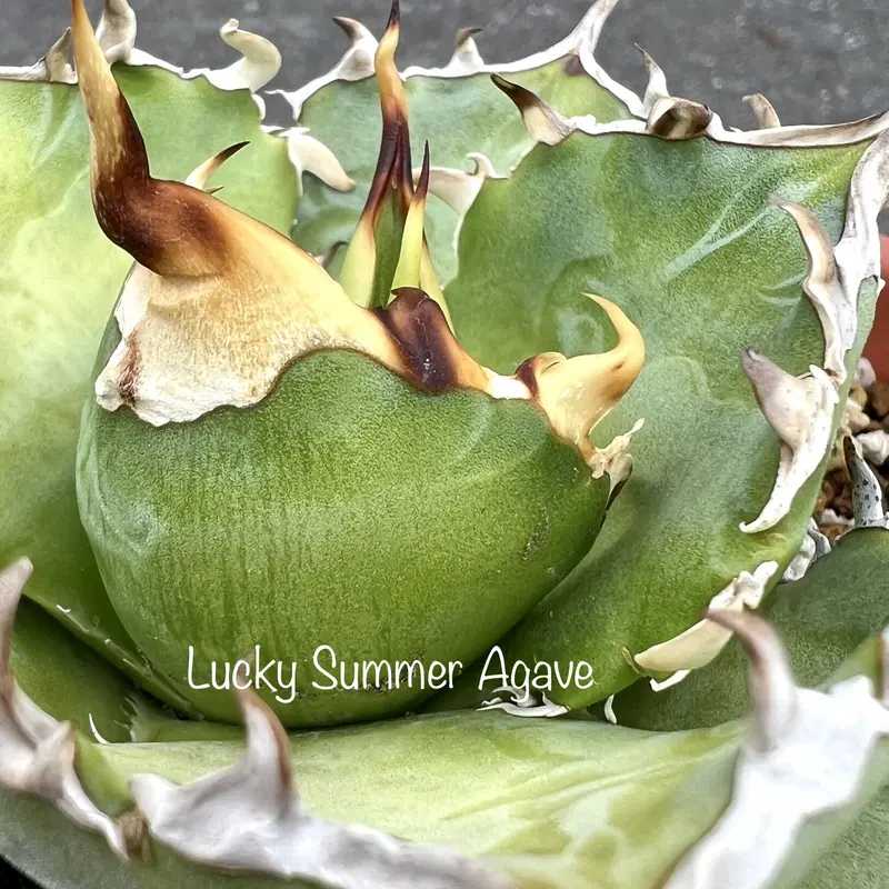 アガベ agave titanota チタノタ『金鯨』 | Lucky Summer Agave