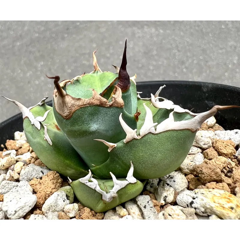 アガベ agave titanota チタノタ『聖火』コレクション超極上株 | Lucky