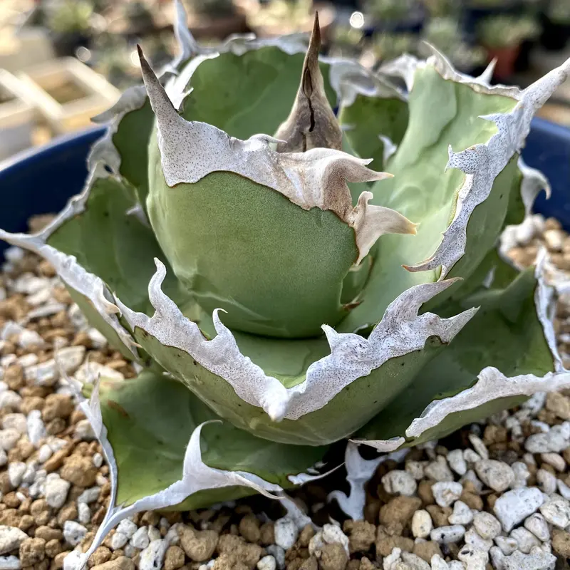 アガベ agave チタノタ titanota 螃蟹 カニ 発根済み子株 | Luck...