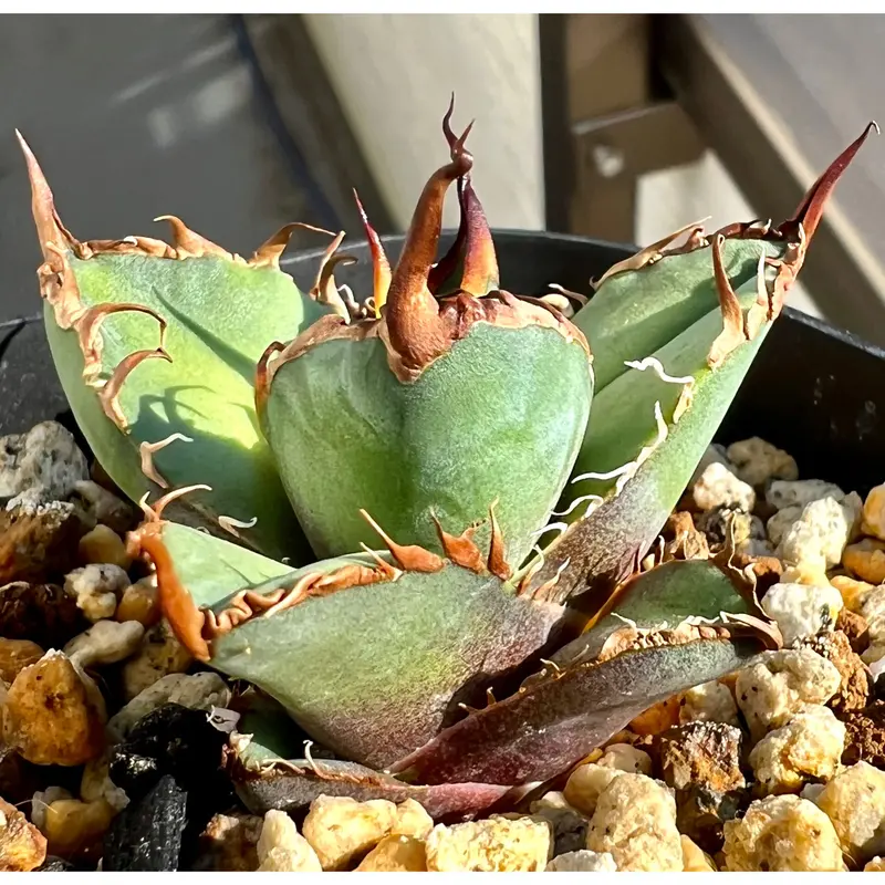 Agave titanota チタノタ トリカラー 親株 希少株 価格交渉可