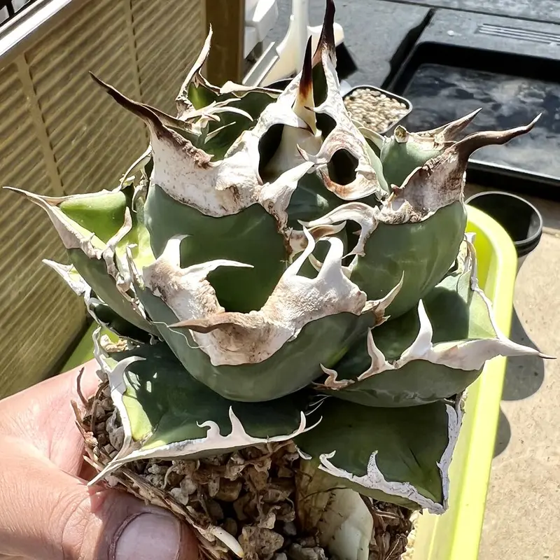 アガベ チタノタ 