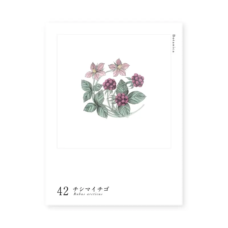 Botanica|42|チシマイチゴ / Rubus arcticus | lumikka o...