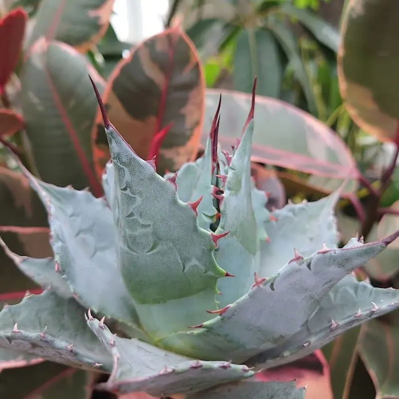 アガベ パラサナ グローブ agave parrasana globe P1 | Mellow...