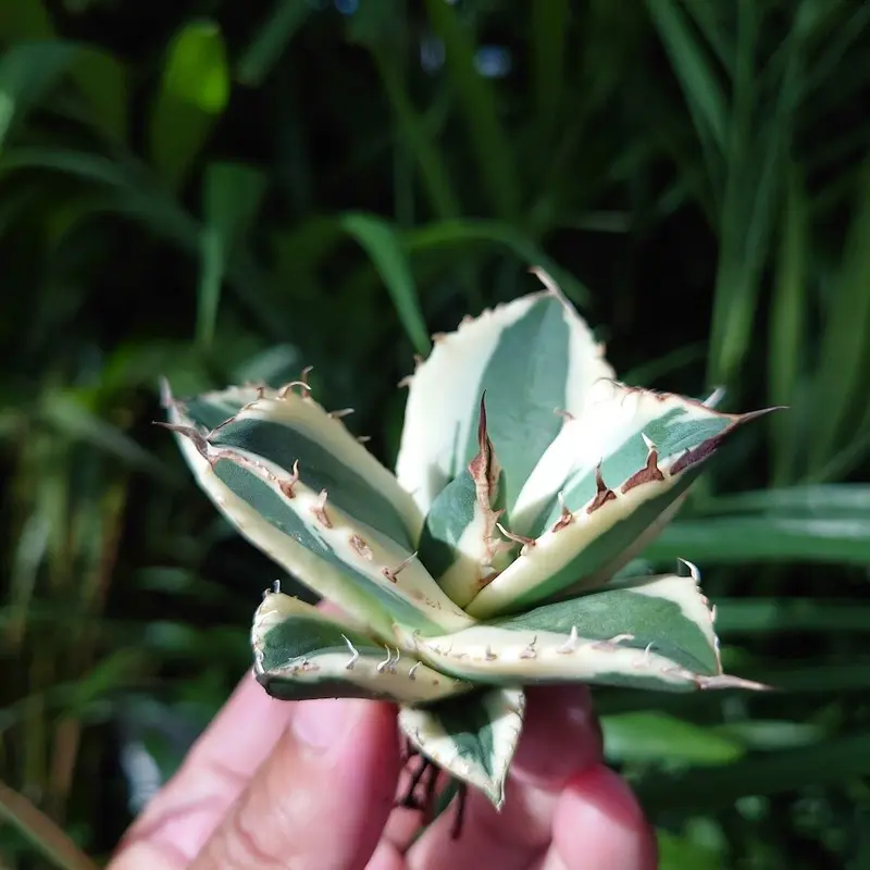 アガベ チタノタ スナグルトゥース ST10 | Mellow Yard