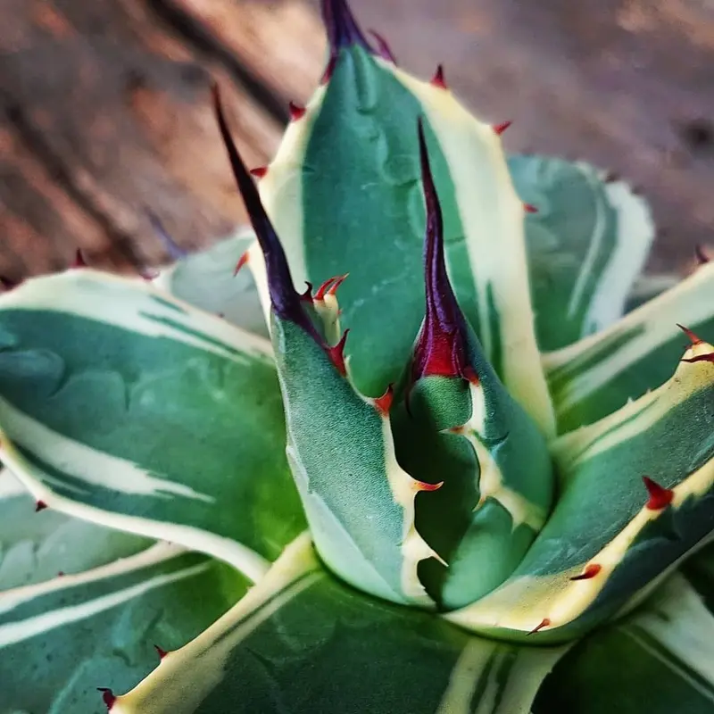no.1 アガベ クリームスパイク Agave cream spike 【発根済】 | Mel...