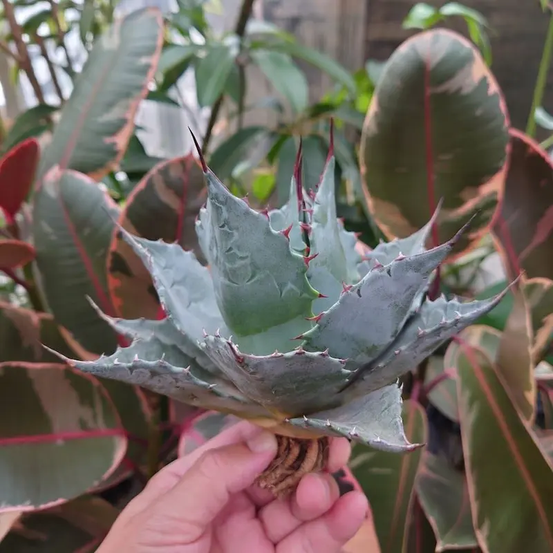 アガベ パラサナ グローブ agave parrasana globe P1 | Mellow...