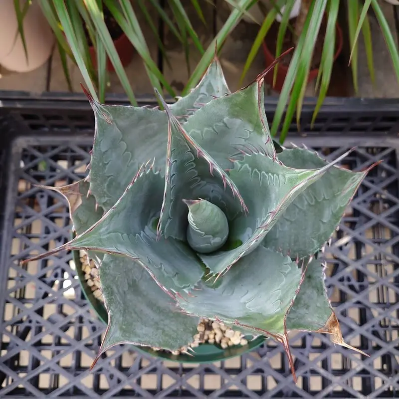 アガベ パラサナ グローブ agave parrasana globe 1【発根済】 | Me...