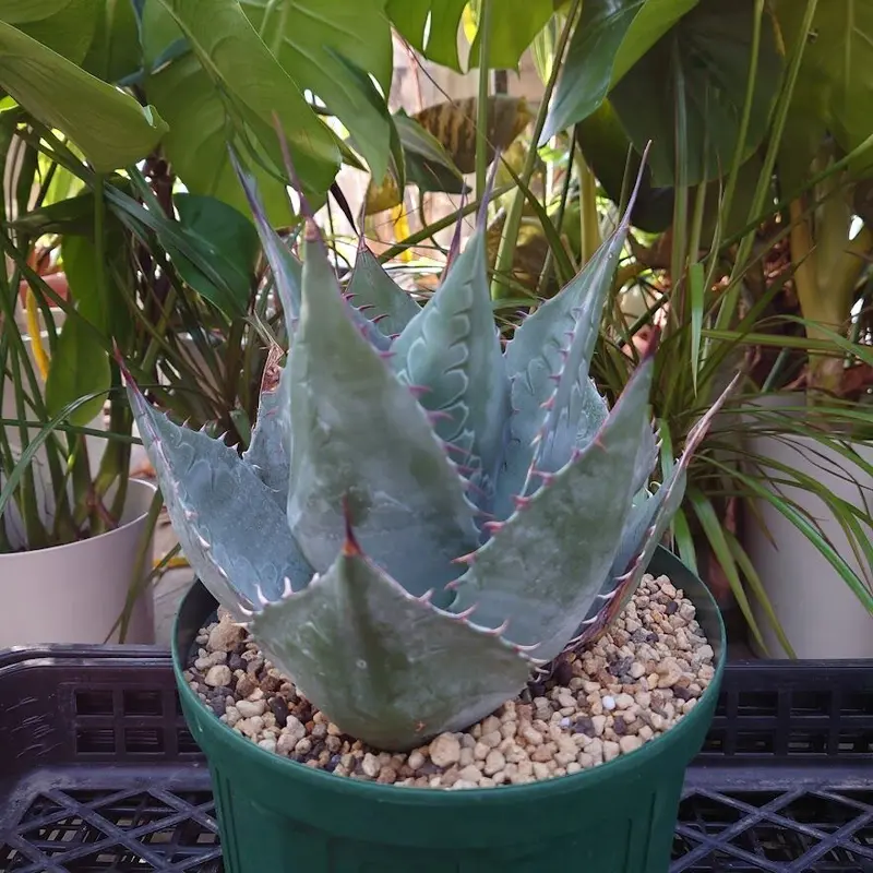 アガベ パラサナ グローブ agave parrasana globe 1【発根済】 | Me...