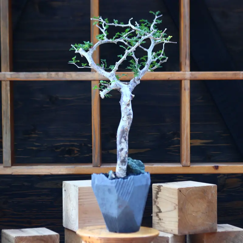 コミフォラ モンストローサ/Commiphora monstrosa no.100353